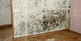 Mold Growth Mold Growth